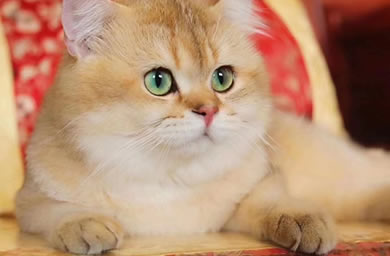 钻石猫舍出售金渐层幼猫,金渐层多少钱,送货上门,全国包邮