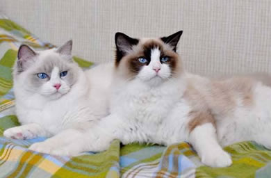 建德市钻石猫舍出售布偶猫幼猫,布偶猫多少钱,送货上门在售