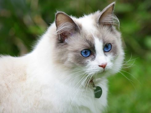 布偶猫出售纯种小猫咪，价格合理 全国发货