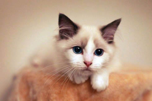 郑州出售布偶猫-布偶猫多少钱-保证品质-全国送货上门