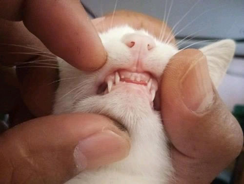 猫咪护牙小常识