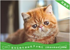 维生素对伯曼猫有什么作用？