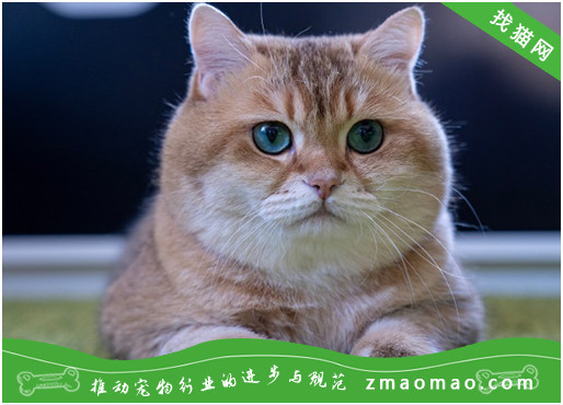 维生素对新加坡猫有什么作用？