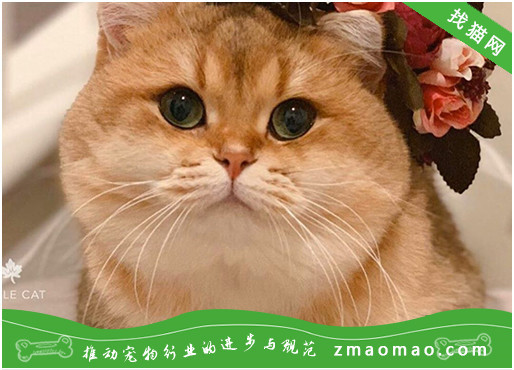 维生素对日本短尾猫有什么作用？