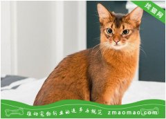 中国最爱猫的皇帝，为猫不上朝