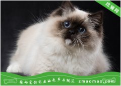 宠物猫之喜马拉雅猫品种介绍