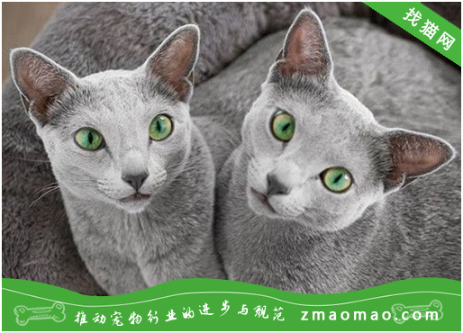 宠物猫之俄罗斯蓝猫品种介绍