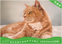 宠物猫之虎斑猫品种介绍 原产美国