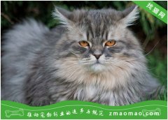 宠物猫之西伯利亚森林猫品种介绍