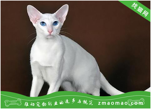 宠物猫之东方猫品种介绍