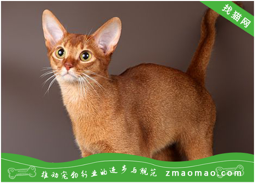 宠物猫之阿比西尼亚猫品种介绍