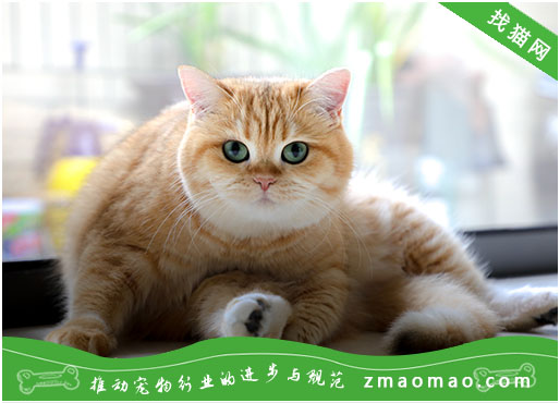 宠物猫之拉邦猫品种介绍