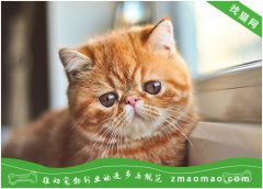 宠物猫之加菲猫（异国短毛猫）品种介绍