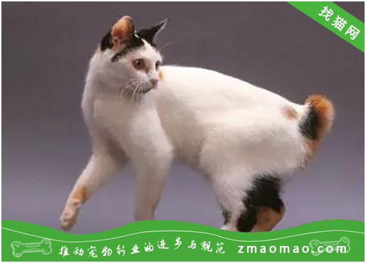宠物猫之日本短尾猫品种介绍