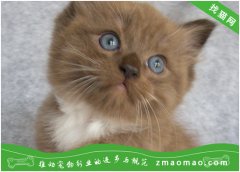 【猫饭攻略】自制猫咪鳝鱼鸡胗燕麦饭