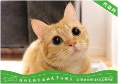 【猫饭攻略】自制猫咪鳕鱼海鲜蔬菜汤面