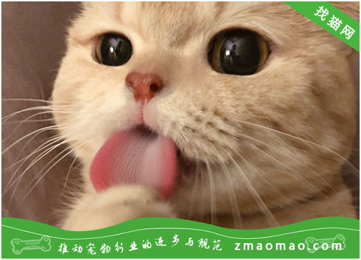 【猫饭攻略】自制猫咪的乳鸽豌豆猫饭