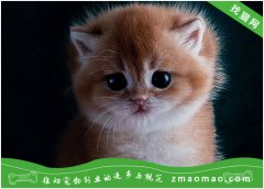 【猫饭攻略】自制猫咪的鹌鹑海鱼木瓜饭