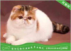【猫饭攻略】自制猫咪的猪骨牛肉蔬菜饭