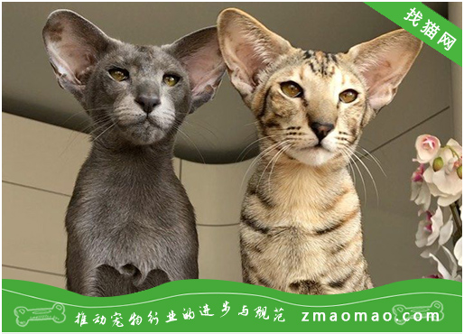如何科学训练东方猫的方法，5个方法让东方猫听话