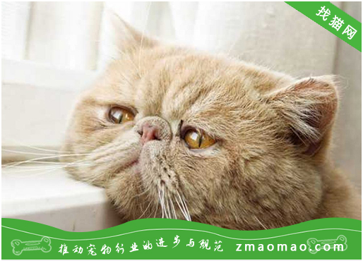 如何训练加菲猫用猫砂给刚买的加菲猫上厕所