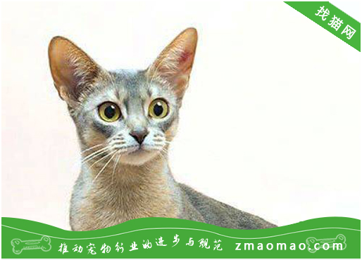 猫毛对于埃及猫来说的重要性，宠物主人要充分理解