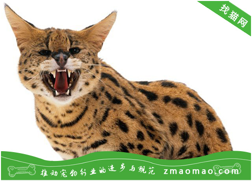 孟加拉豹猫做完绝育手术脾气会变好吗？为什么要给孟加拉豹猫做绝育手术？