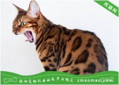 孟加拉豹猫为什么会得细小