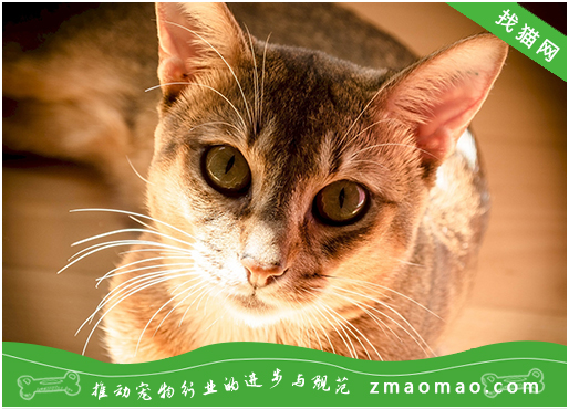 新手养新加坡猫的六大注意事项，你做好了吗？