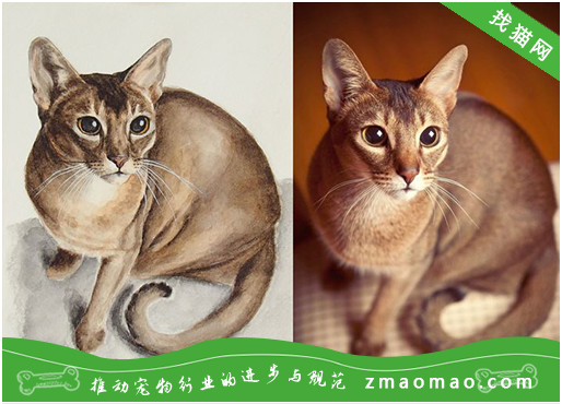 新加坡猫挑食是什么原因造成的，如何纠正新加坡猫挑食的习惯