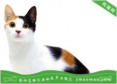 日本短尾猫脱水有什么症状？为什么日本短尾猫喝水那么少？