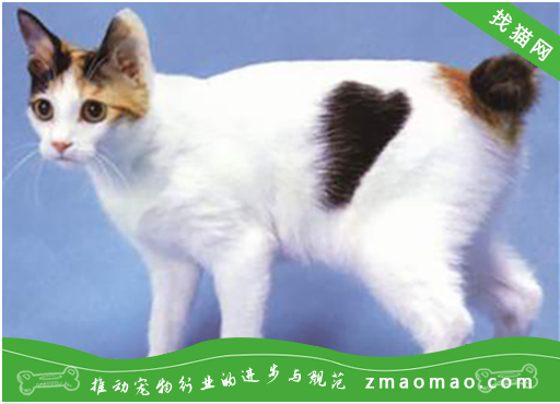 日本短尾猫毛发的作用有哪些，日本短尾猫毛发的作用和好处
