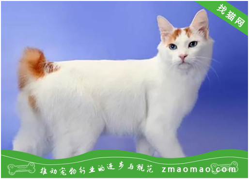 猫毛对于日本短尾猫来说的重要性，宠物主人要充分理解