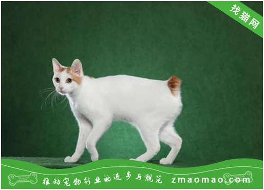 怎么训练日本短尾猫定点大小便