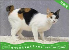 如何给日本短尾猫做好卫生,正确给日本短尾猫去除牙垢耳垢