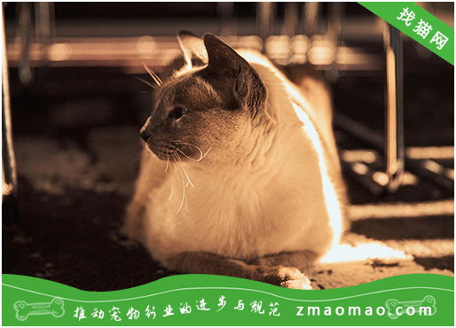 如何训练暹罗猫用猫砂给刚买的暹罗猫上厕所