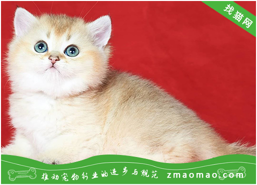如何喂养小曼基康猫，如何管理小曼基康猫断奶时间