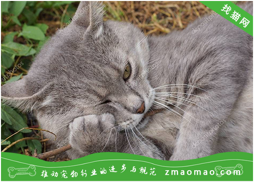 如何给波米拉猫做好卫生,正确给波米拉猫去除牙垢耳垢
