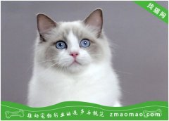 怎么训练小缅甸猫吃饭，训练小缅甸猫吃饭的详细方法