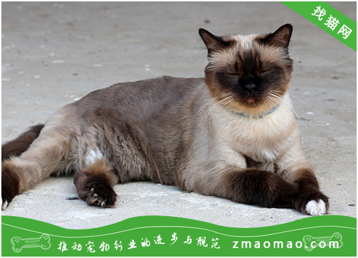 如何照顾老年缅甸猫,生病缅甸猫，你需要特别注意这些