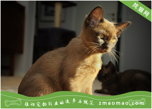 新手养缅甸猫的六大注意事项，你做好了吗？
