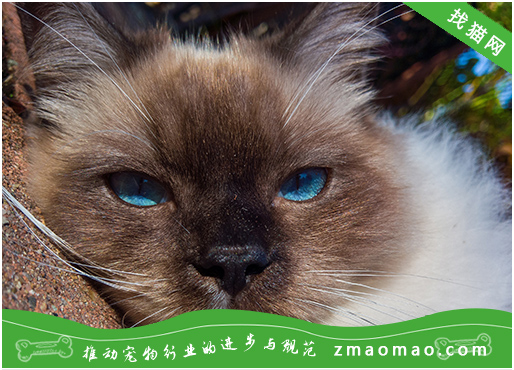 缅甸猫身体有虫的表现，如何给缅甸猫驱虫？