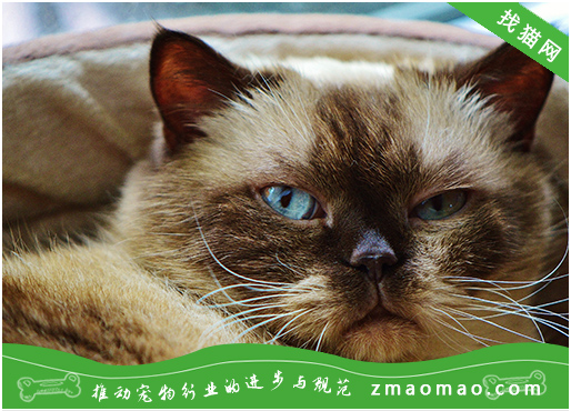 为什么那么多人喜欢养缅甸猫？10个原因告诉你