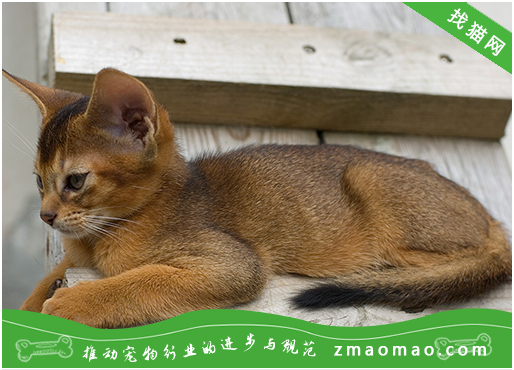 猫毛对于阿比西尼亚猫来说的重要性，宠物主人要充分理解