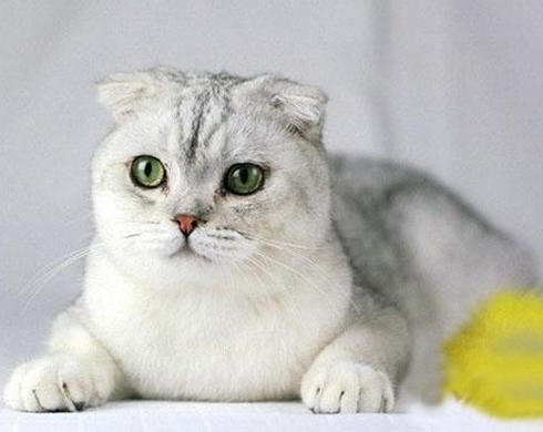 <b>你知道折耳宠物猫有哪些遗传病？</b>