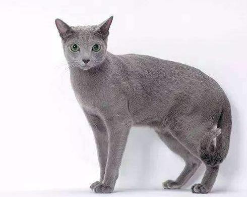 <b>在安徽当地的猫舍选择一只俄罗斯蓝猫多少钱？</b>