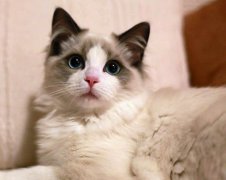 布偶猫打喷嚏的原因是什么?