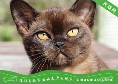 布偶猫常见的眼睛疾病的症状及治疗方法