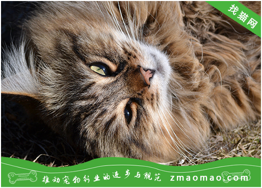 宠物猫口腔溃烂是什么原因？多由口腔炎或舌炎带来