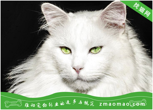宠物猫眼睛浑浊怎么办？可能为角膜炎、眼睑内翻、白内障、绿内障